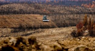 Antalya'da yanan ormanlar 100 milyon fidanla yeniden yeşerecek