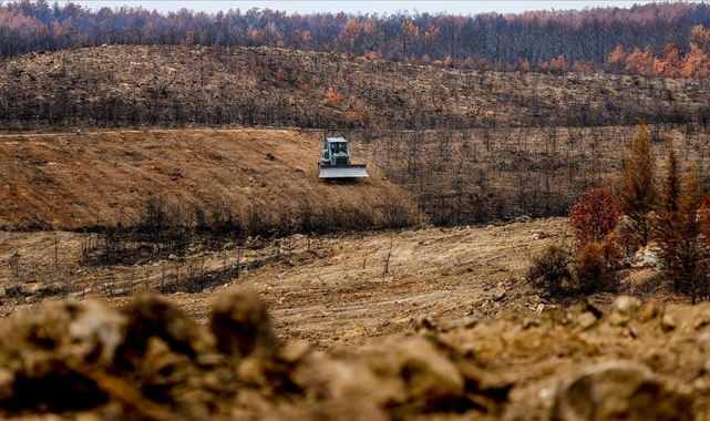 Antalya'da yanan ormanlar 100 milyon fidanla yeniden yeşerecek