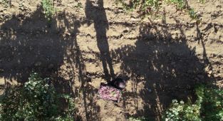 Bingöl'de terör nedeniyle atıl kalan arazilerde huzurun tesis edilmesiyle artık üzüm üretiliyor