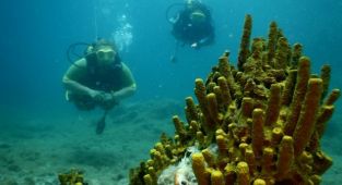 Çeşme’de Sualtının Büyülü Dünyasını Keşfetmenin Tam Da Zamanı