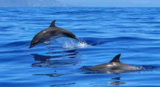 Faroe Adaları’ndaki 'festivalde' 1500'e yakın balina ve yunus katledildi