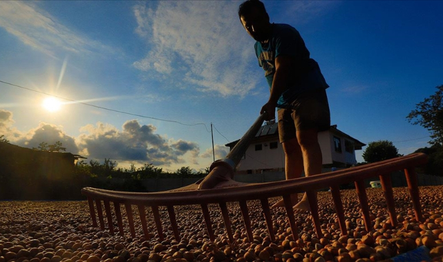 Fındık alım ödemeleri başladı
