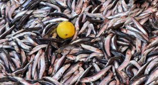 Hamsinin fiyatı 20 liraya düştü