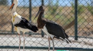 Kanat tüyleri kesilen 'kara leylek' göç dönemine kadar Diyarbakır'ın misafiri