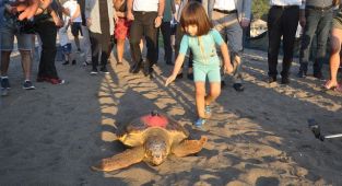 Uydu takip cihazı takılan 3 caretta caretta denize salındı