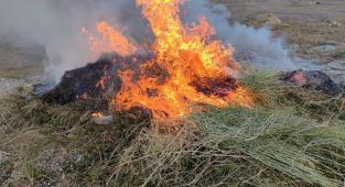 Van'da 1 milyon 700 bin kök Hint keneviri ele geçirildi