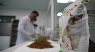 Zeytin çekirdeğinden kedi kumu üretildi