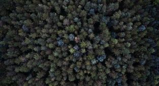 Afrika'da 7 milyardan fazla yeni ağaç tespit edildi