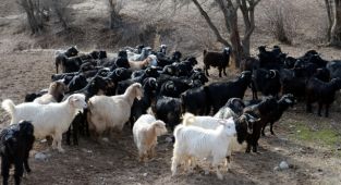 Bakan Pakdemirli'den koyun ve keçi yetiştiricilerine müjde