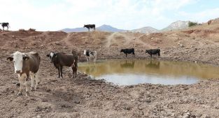 Batman'da kuraklıktan etkilenen besiciler sonbahar ve kış yağışlarını bekliyor