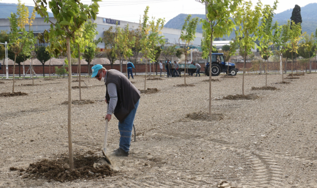 Büyükşehir Manisa'yı Yeşillendirmeye Devam Ediyor