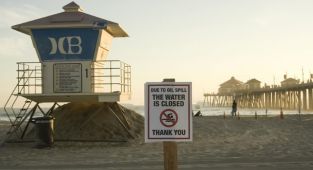 California'da petrol sızıntısı deniz yaşamını tehdit ediyor