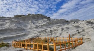 Çeşme’de kum zambakları koruma altına alındı