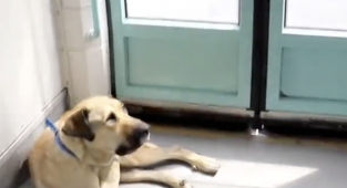 İBB: İstanbul'u turlayan köpek BOJİ'nin bakımını yaptık, GPS taktık