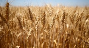 Kuraklık, buğday verimini ortalama yüzde 30 düşürdü