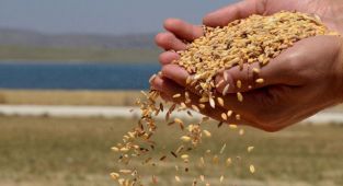 TMO bu ay 900 bin ton hububatı satışa çıkardı