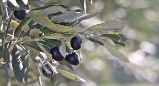 Türkiye'nin bu sezon sofralık zeytin ihracatı 150 milyon doları aştı