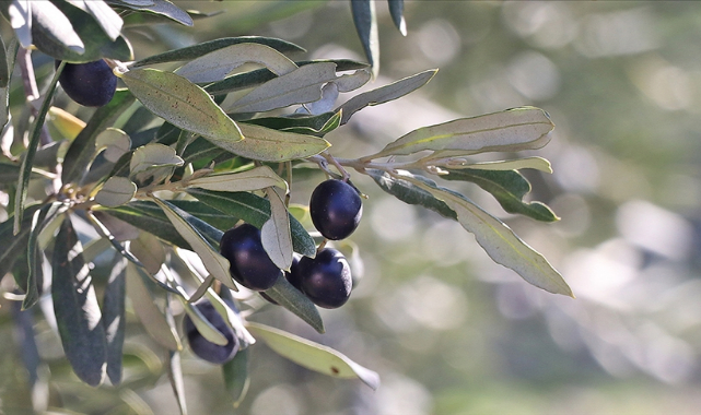 Türkiye'nin bu sezon sofralık zeytin ihracatı 150 milyon doları aştı
