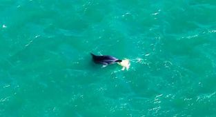 Yunusun şamandırayla oyunu drone ile görüntülendi