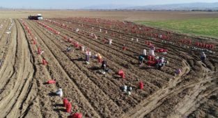 Afyonkarahisar'da patateste bu yıl 550 bin ton rekolte bekleniyor