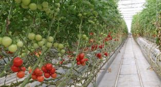 Bozkırın ortasında jeotermal enerji ile 4 mevsim domates yetiştiriliyor