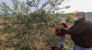 Buca'da “burs hasadı” başladı