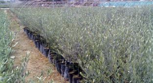  Büyükşehir'den Kırsala 100 Bin Adet Fidan Desteği