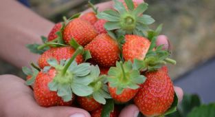 Ege bölgesinin Çilek Bahçesi Köprübaşı 