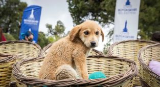 İzmir’de sokak hayvanları için büyük işbirliği 