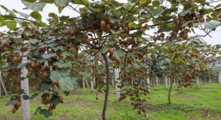 Kivi üretiminden Ordu ekonomisine 70 milyon liralık katkı