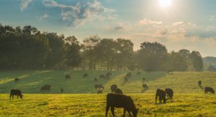 Ruminant ve kanatlı hayvanlarda doğru besleme çiftliklerin kazancını artırıyor