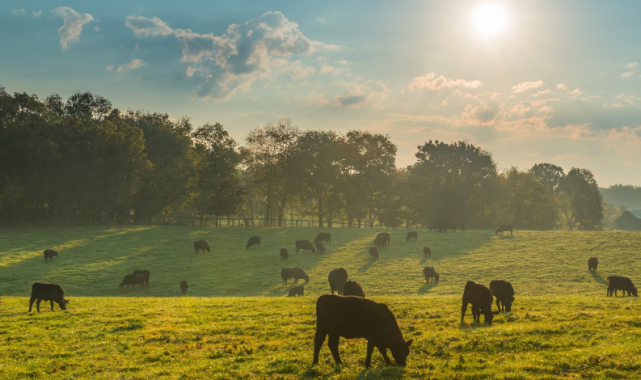 Ruminant ve kanatlı hayvanlarda doğru besleme çiftliklerin kazancını artırıyor