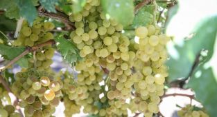 Türkiye'nin yaş üzüm ihracatı yüzde 36 arttı