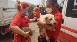 Yanan ormanlarımız yeniden hayata döndürülüyor