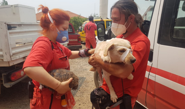 Yanan ormanlarımız yeniden hayata döndürülüyor