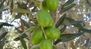 Zeytin Üretimi Artacak