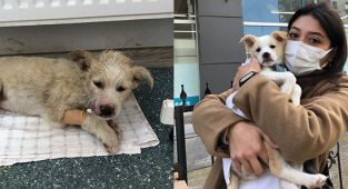 Barajda boğulmak üzeriyken kurtarılan yavru köpek hayata döndü