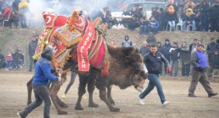 Bergama Deve Güreşi Festivali için geri sayım başladı 