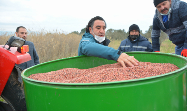 Damızlık koyun üretim merkezi için yem bitkisi ekildi