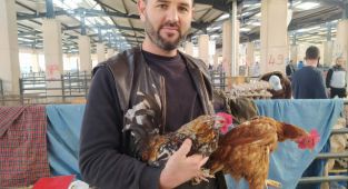 Köy tavuğu satışları patladı