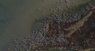 'Kuş oteli' Hersek Lagünü flamingolarla şenlendi