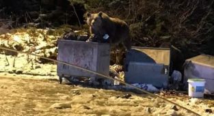 Selam verdikleri ayı otomobile saldırdı