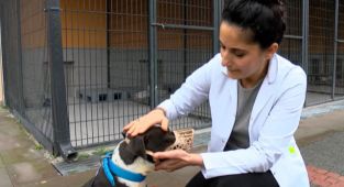 Barınaklar Pitbull ile doldu