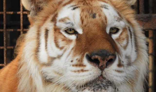 Japonya'da, hayvanat bahçesindeki kaplan çalışanlara saldırdı