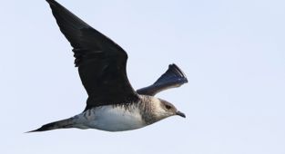Okyanus semalarında görülen 'korsan martı' Zonguldak'ta 