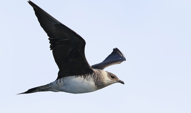Okyanus semalarında görülen 'korsan martı' Zonguldak'ta