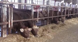 Üretilen bor içerikli tabletler hayvanların tedavisinde kullanılıyor