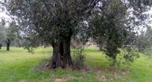 “AVM’ler değil ağaçlar önemli”