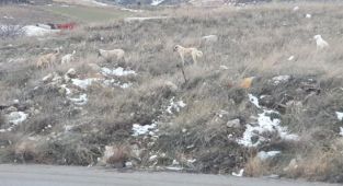 Başkent'te köpek sürüsünün saldırdığı vatandaş canını zor kurtardı