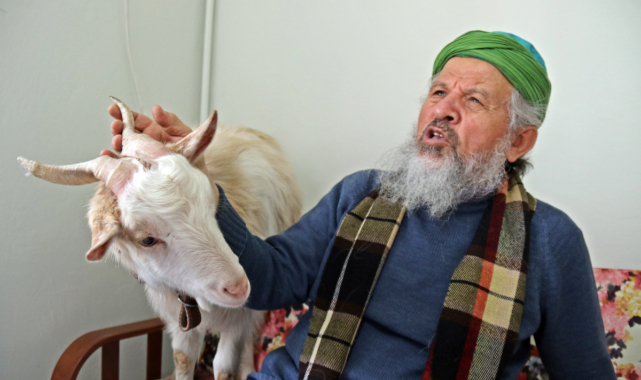 Bu keçi inatçı değil, 'Nazlı'